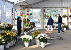 At the Dümmen Orange location.